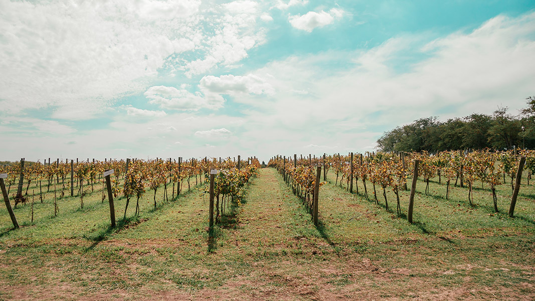 Campo Bodegas Gamboa