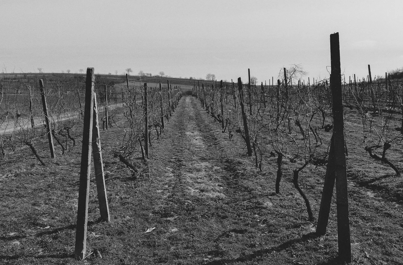 Poda de invierno: el punto de partida de la próxima gran cosecha