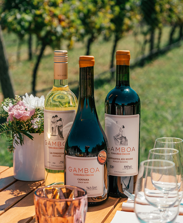 Viñedo Bodega Gamboa